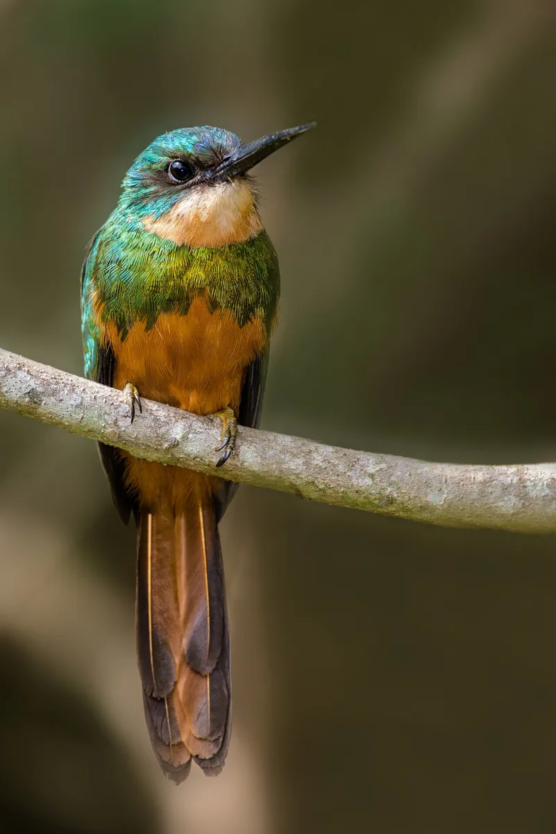 Rotschwanz-Glanzvogel (Galbula ruficauda)