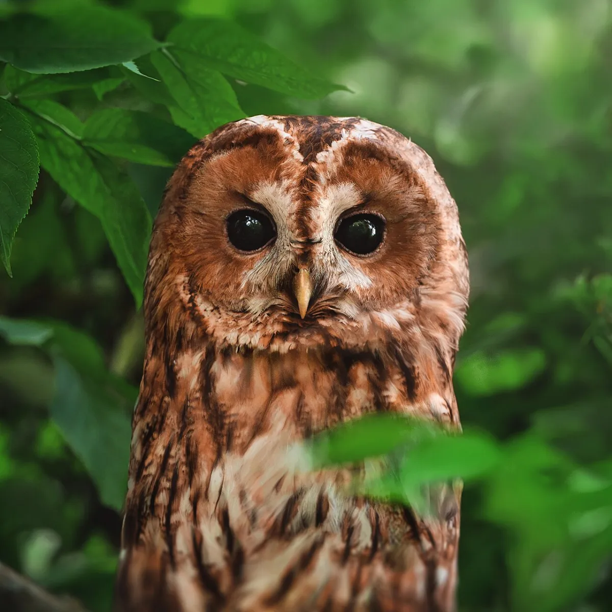 Waldkauz (Strix aluco)