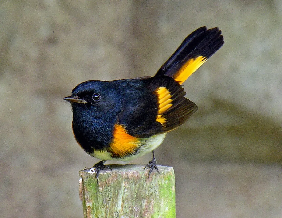 Rotschwanz-Waldsänger (Setophaga ruticilla)