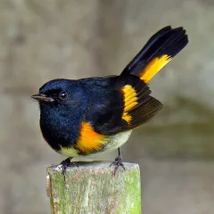 Bird portrait: American Redstart