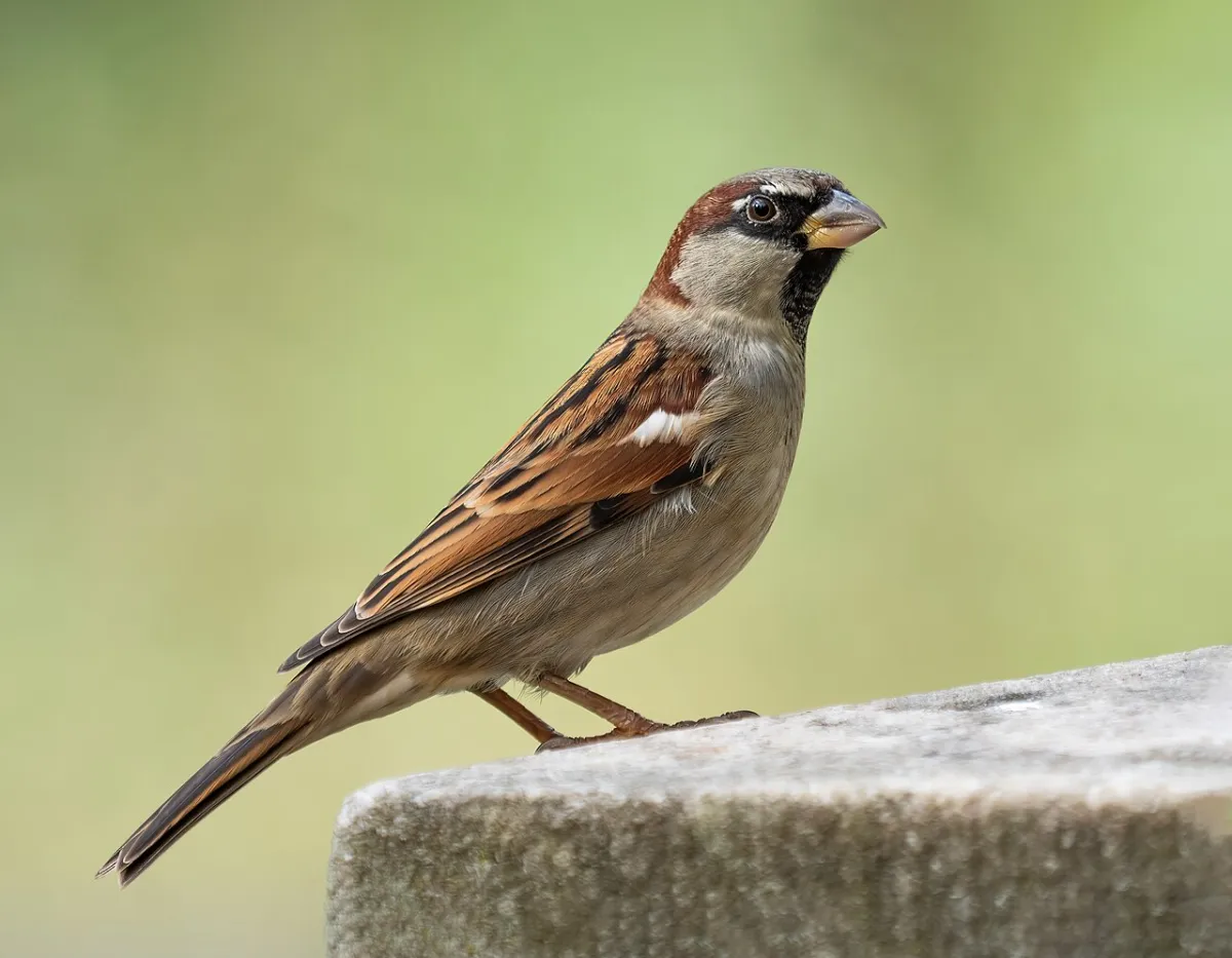 Sperling (Passer domesticus)