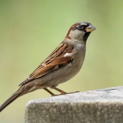 Bird portrait: Sparrow