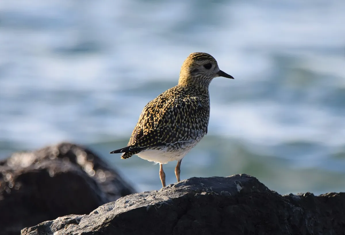 Regenpfeifer (Pluvialis apricaria)