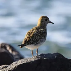 Bird portrait: Plover