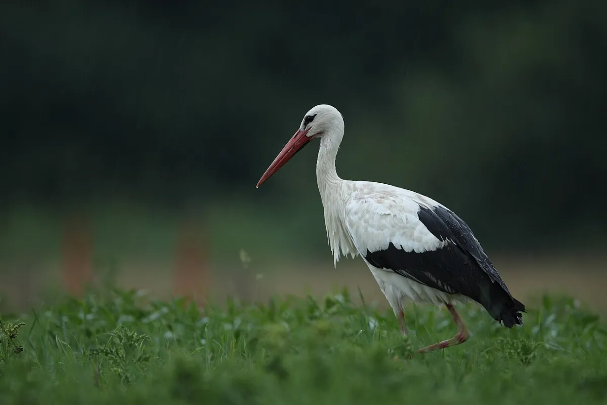Weißstorch (Ciconia ciconia)