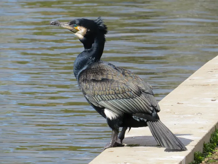Kormoran