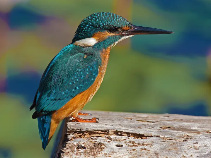 Eisvogel