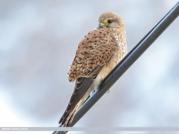 Turmfalke