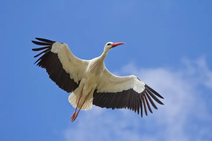 Weißstorch