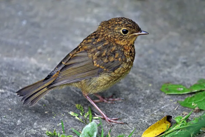 Rotkehlchen