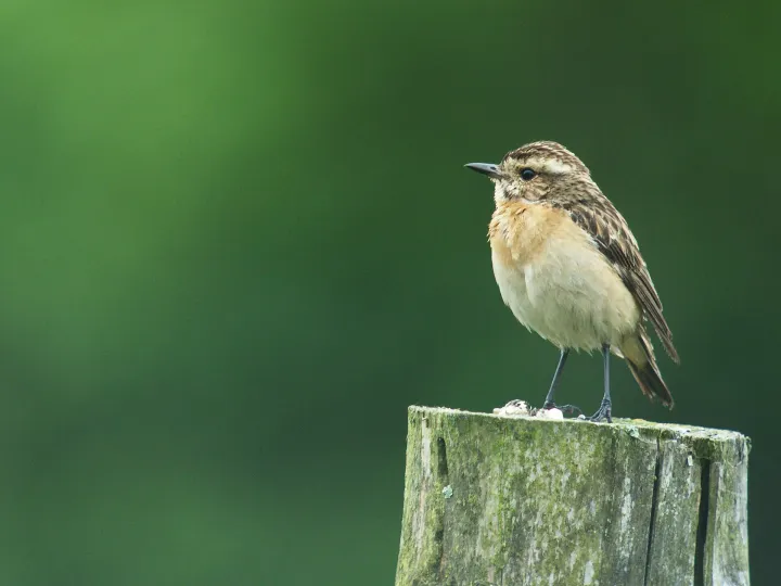 Braunkehlchen