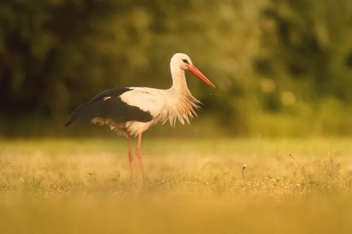 Weißstorch