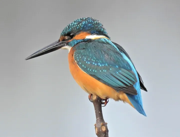 Eisvogel