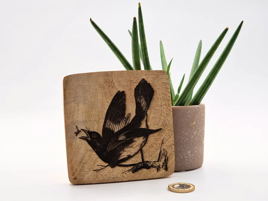 Rotschwanz-Waldsänger Vogelbild – Auf Mangoholz · 10 × 10 cm