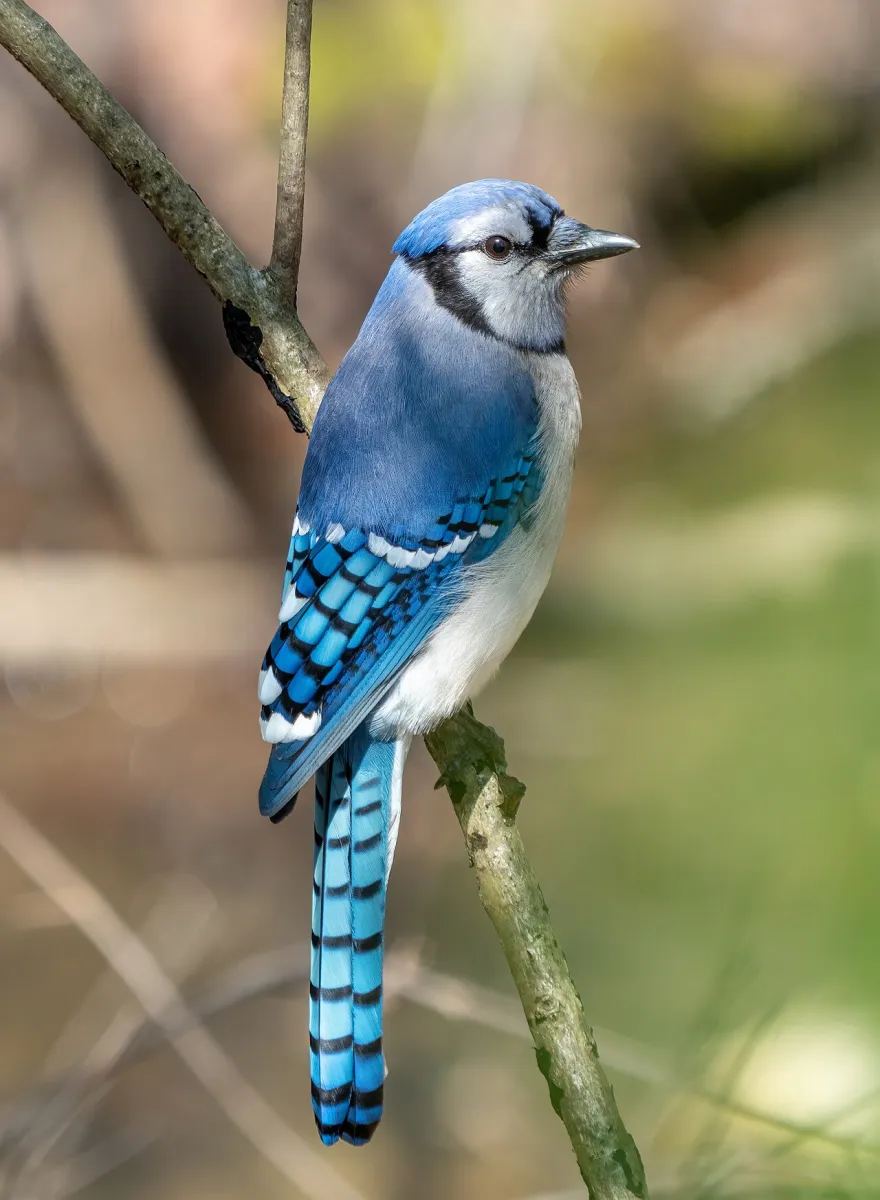 Blauhäher (Cyanocitta cristata)