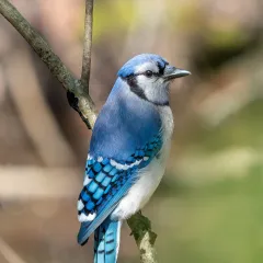 Bird portrait: Blue Jay